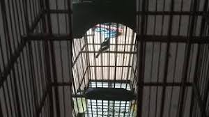 Perbedaan ciri lovebird jantan dan betina memang tidak konsisten, terkadang lovebird jantan juga mempunyai ciri fisik yang menyerupai kelapa betina begitupun sebaliknya. Decu Kembang Gacor Tembakan Tajam