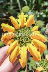 Image result for Phlomis fruticosa