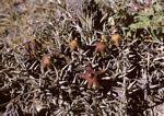 Image result for Orbea umbracula