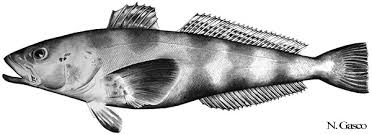 Image result for Dissotis trothae