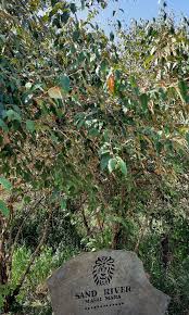 Image result for Croton dichogamus