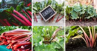 Simply grasp the stalk of the leaf and pull or use a knife to cut it off. 6 Tricks To Develop The Tastiest Rhubarb For Your Kitchen Desk The Pro Garden