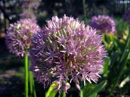 Image result for Alliaceae