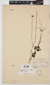 Image result for Anisopappus chinensis