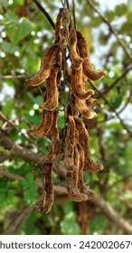 Image result for Mucuna poggei