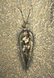 Image result for Octolepis