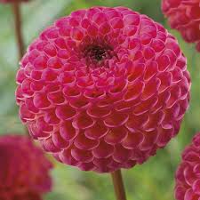 Image result for dahlia