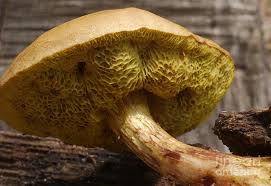Image result for Suillus sp.
