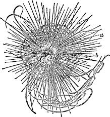 Urchins belong to the phylum echinoderm. Sea Urchin Clipart Etc