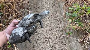 Pick up turtles left behind in a waterway withered - YouTube