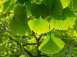 Ginkgo trees can live as long as a thousand years. Ginkgo Biloba Your Brain Cognitive Vitality Alzheimer S Drug Discovery Foundation