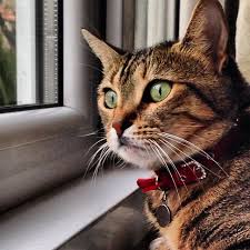 She Is My Pretty Baby Girl Baby Cat Pretty