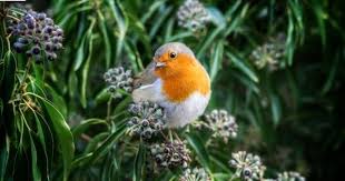 Https Www Facebook Com Wonderbirdspecies European Robin Robin Redbreast Erithacus Rubecula Europe And Asia Iucn Red List Of T Chim đẹp động Vật Mỹ Thuật