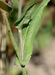 Image result for Emilia subscaposa