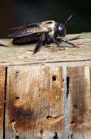 Pin On I Hate Bugs