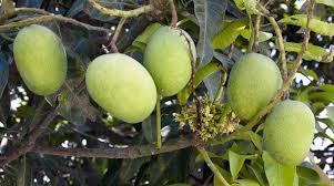 A study published in the november 2007 african journal of biotechnology reports that the dodo mango shifted in ph from 2.31 to 4.64 as it ripened. Avoid These Fruits And Raw Vegetables To Eat On An Empty Stomach