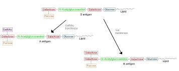 Structural Biochemistry Carbohydrates Blood Type Wikibooks