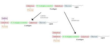 structural biochemistry carbohydrates blood type wikibooks