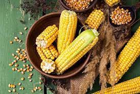 Bahkan, jagung juga baik dikonsumsi bagi ibu hamil yang mempunyai riwayat tekanan darah tinggi atau hipertensi serta diabetes. Manfaat Jagung Bagi Kehamilan