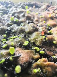 So, how often should you water a cactus? Help With Cactus Seedlings I M Growing Cacti From Seed I Ve Been Keeping Soil Quite Moist While Germinating Should I Keep Spraying Them Everyday Or Start Watering Them More Like Cacti Now