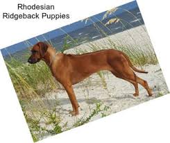 Breeders of merit are denoted by level in ascending order of: Rhodesian Ridgeback Hounds For Sale In Florida Agriseek Com