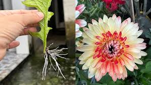 Image result for Gerbera jamesonii