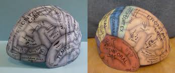Use the back button of your browser to get you back to this page. Brain Hemisphere Hat Ellen Mchenry S Basement Workshop