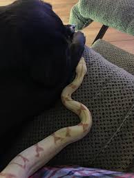 Not all snakes are protected. Is It True That Snakes Have No Bond With Their Owners And Will Attack Them When They Feel Like It Quora