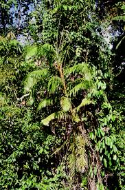 Image result for Calamus deerratus