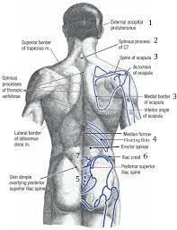 Demonstrate practical lab skills in anatomy and an appreciation of the ethics of working with. Surface Anatomy Landmarks And Regions Surf On The Body Lower Back Muscles Anatomy Anatomy Back Anatomy