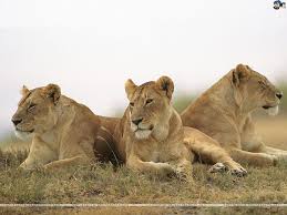 Best lion wallpaper, desktop background for any computer, laptop, tablet and phone. Hd Wallpaper Abstract Animal Three Lions Animals Other Hd Art Jungle Brown Wallpaper Flare