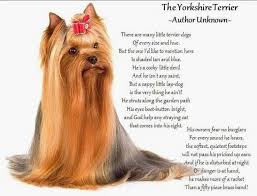 Yorkie Poem Yorkshire Terrier Yorkie Yorkshire Terrier Terrier