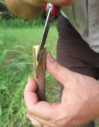 The variety and the rootstock are calloused, or. Step By Step Guide To Grafting Fruit Trees Mossy Oak