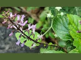 Image result for Isodon