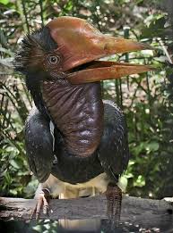 Top 50 Critically Endangered Animals In The Philippines Weird Birds Bizarre Animals Rare Animals