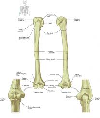 The upper arm or brachium, which is the region according to healthline, the human arm is composed of three bones, divided amongst tw. 8 2 Bones Of The Upper Limb Anatomy Physiology