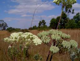 Image result for Diplolophium