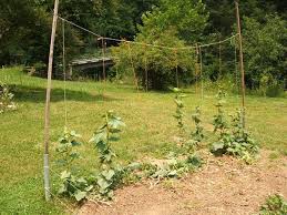 On this board we will post pictures and links of trellises. Garden Trellis Screening Garden Fence Panels Gates Homemade Garden Trellis Pole Beans