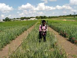 Given the importance of agriculture in rural areas of kenya where poverty is prevalent, the sector's importance in poverty alleviation cannot be overstated. Arming Kenyan Wheat Farmers With Disease Resistant Varieties Borlaug Higher Education For Agricultural Research And Development