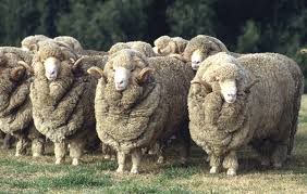Maybe you would like to learn more about one of these? Bio Wolle Bio Schurwolle Meriowolle Tierleidfrei Waschbar