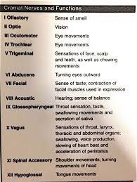 3b28a28591a069e3ed48b286211e7cf7 Jpg 482 640 Pixels Cranial Nerves Cranial Nerves Function Cranial Nerves Mnemonic