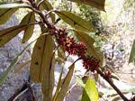 Image result for Synsepalum muelleri