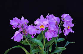 Lc. Leo Holguin x C. J.A. Carbone Clone 2