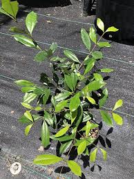 Image result for Eugenia aschersoniana