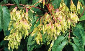 Image result for Ailanthus