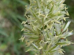 Image result for Koeleria