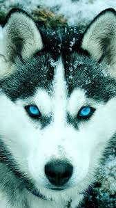 Check spelling or type a new query. Siberian Husky Iphone Wallpaper Cute Husky Husky Dogs Dog Wallpaper Iphone