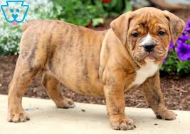 Jd bully's for you is a falderal licensed & recognized breeder of the ckc & ioeba. Tigeress Olde English Bulldogge Puppy For Sale Keystone Puppies