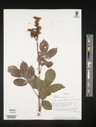 Image result for Millettia psilopetala