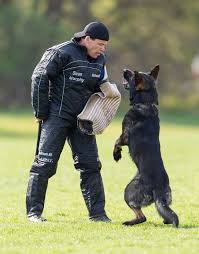 Chris Campbell and Sirkus vom Donau-Ries USCA 2019 GSD National Champions